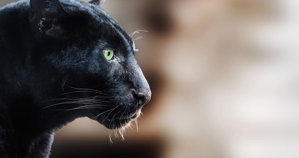 How big cats enhance ecosystem stability in Panama