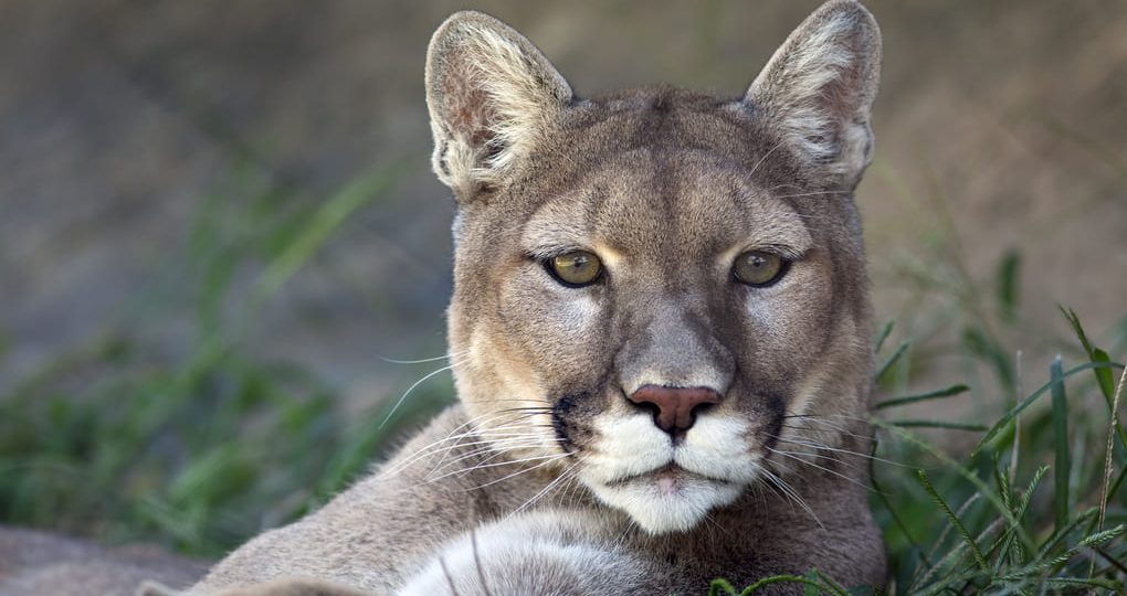 Max van Rijswijk on Panama’s big cat conservation efforts