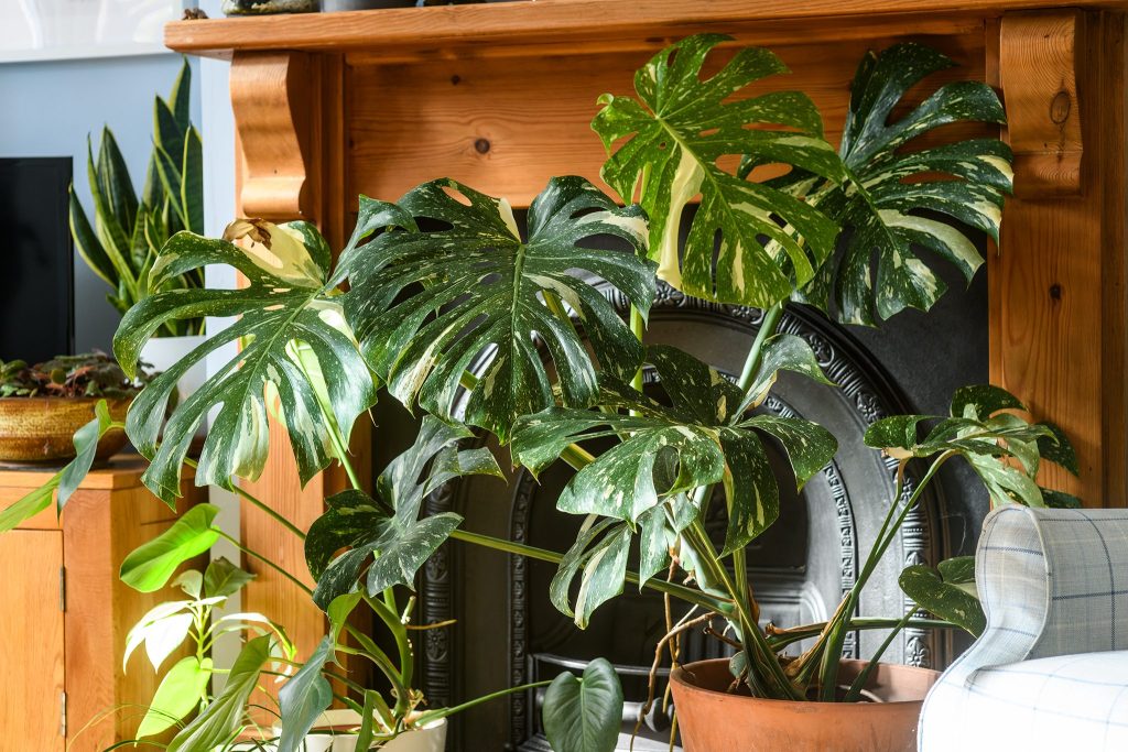 How to Care for a Monstera