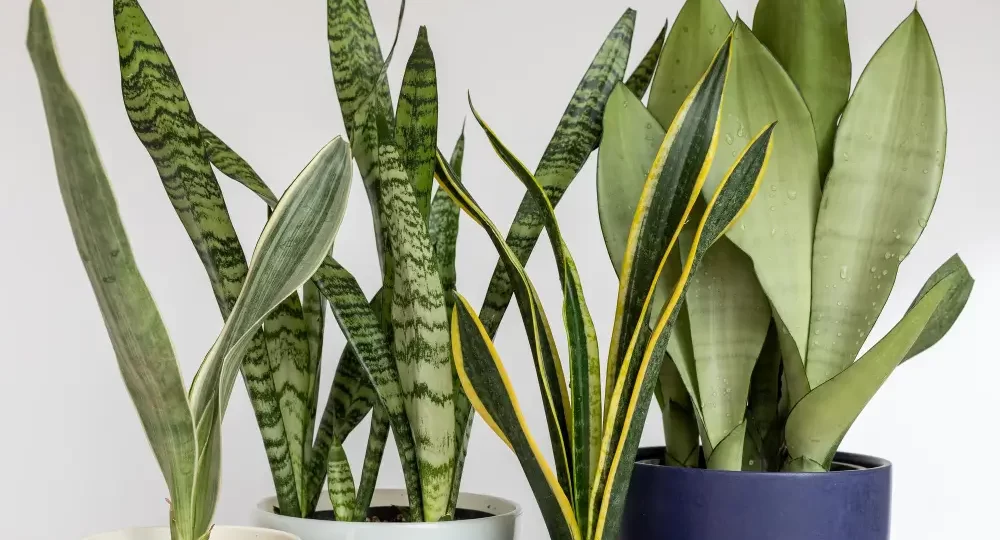 🌵 How to Care for a Snake Plant: The Unkillable Houseplant