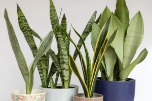 🌵 How to Care for a Snake Plant